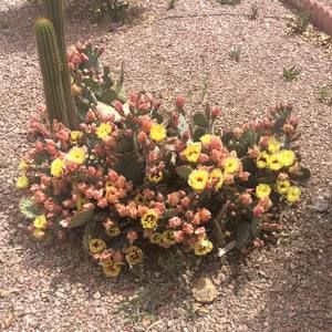 Meet your Posher, Susie